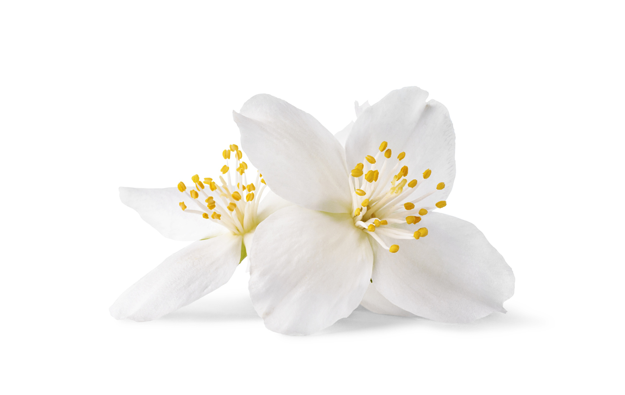 Jasmine flowers isolated on a white background. Close up of white jasmine flowers isolated on a white background.