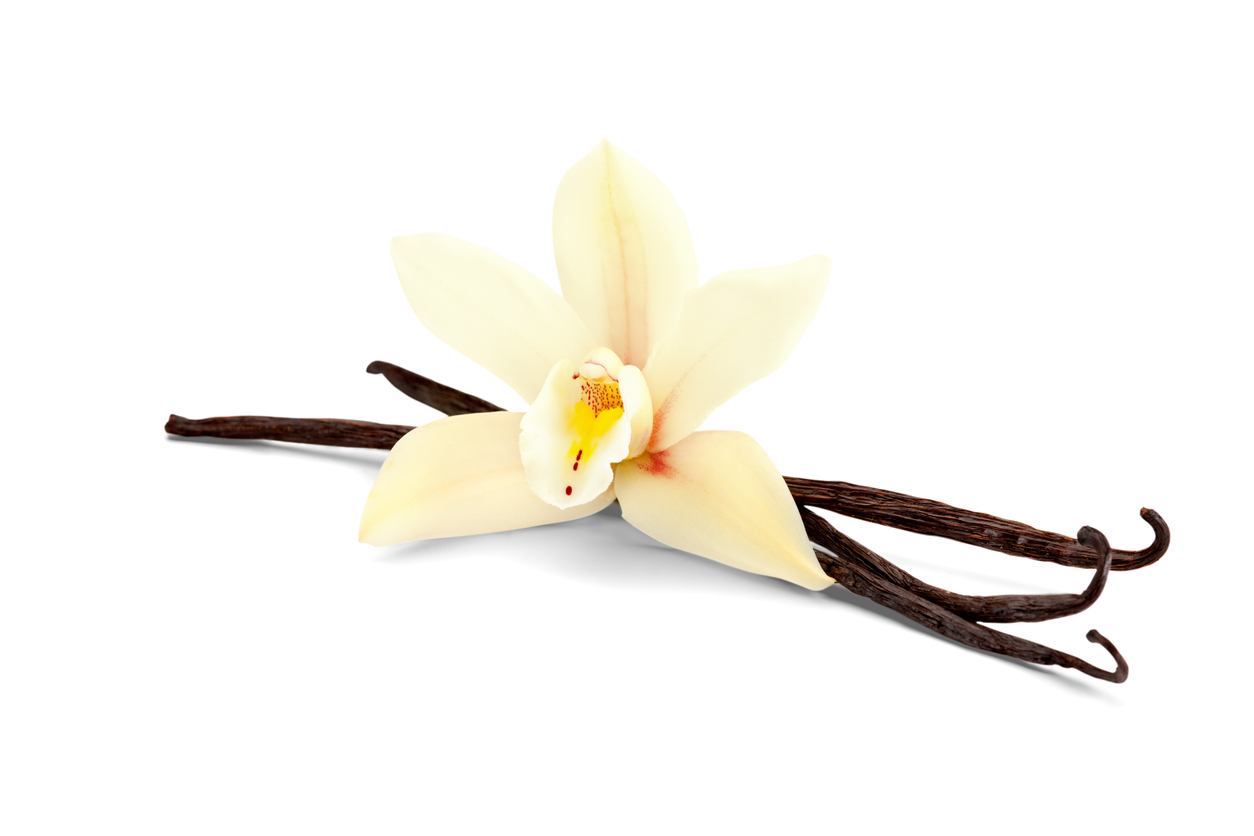 vanilla isolated on white Vanilla beans with flower isolated on white background
