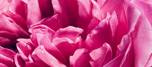 rectanglehorizontal-1-514x228-V-R-flowerbomb.jpg