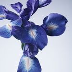 100 ML Giorgio Armani Armani/Privé Iris Bleu Eau de Toilette 2 of 7 Eau de Toilette