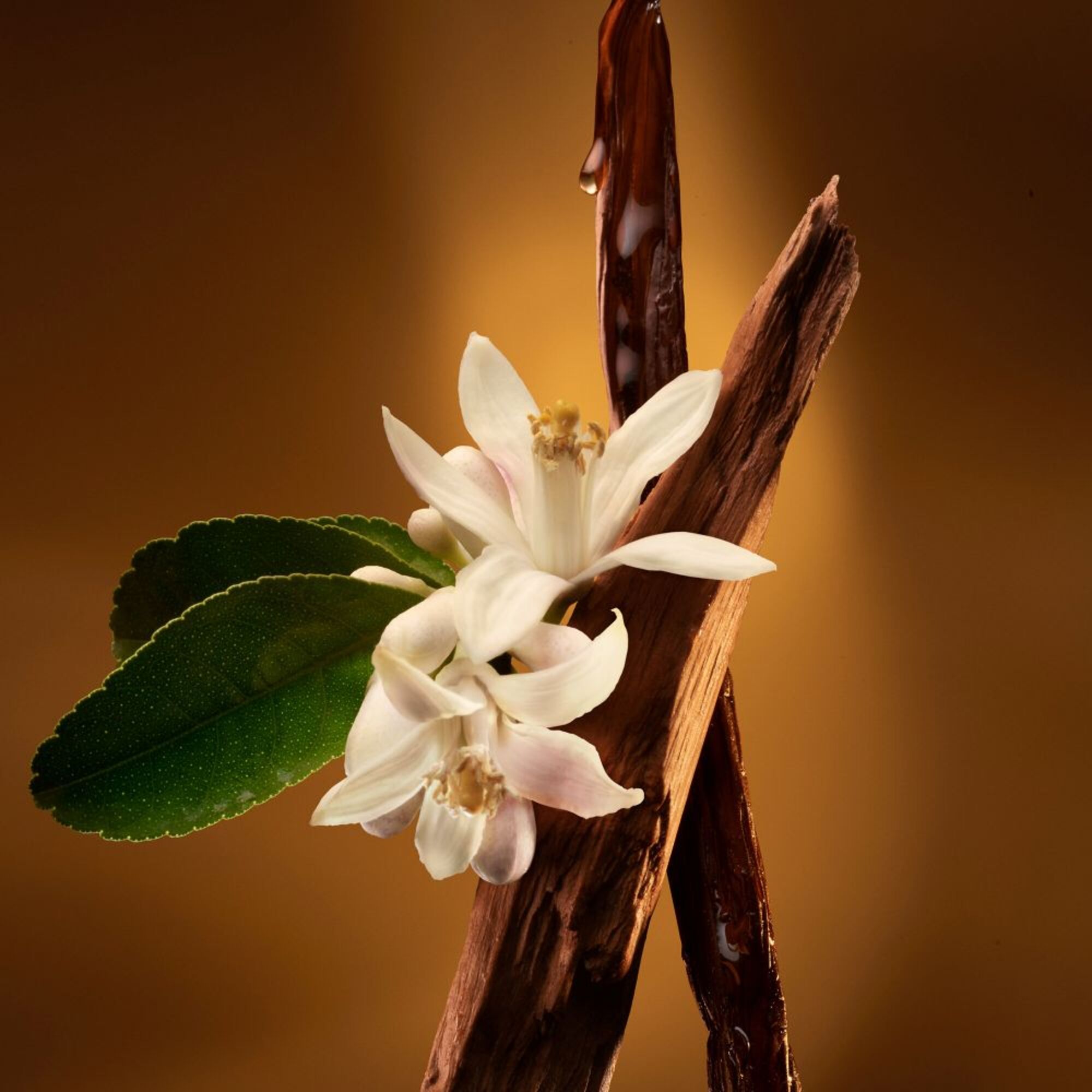 90 ML Zadig & Voltaire Zadig L'Intense Refill Zadig Eau de Parfum Intense  1 of 6 