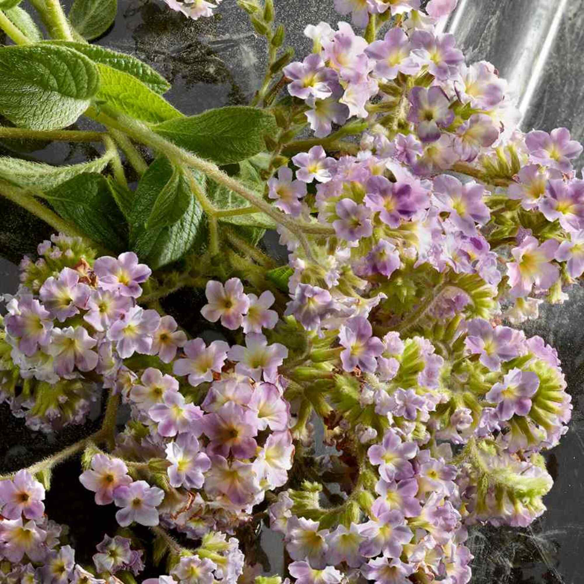 Eau de Parfum Intense