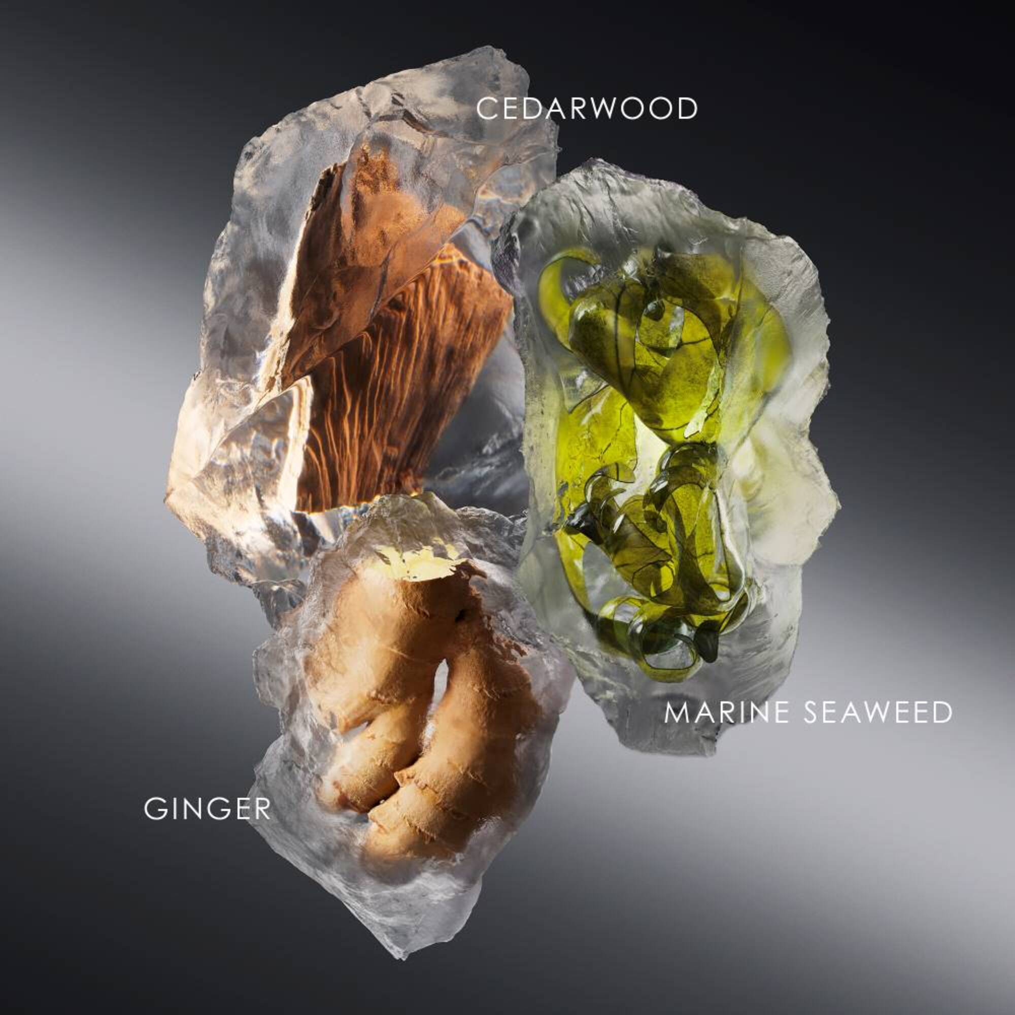 Eau de Toilette Refill