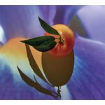 50 ML Loewe Solo Elixir Eau de Parfum  2 of 5 Eau de Parfum
