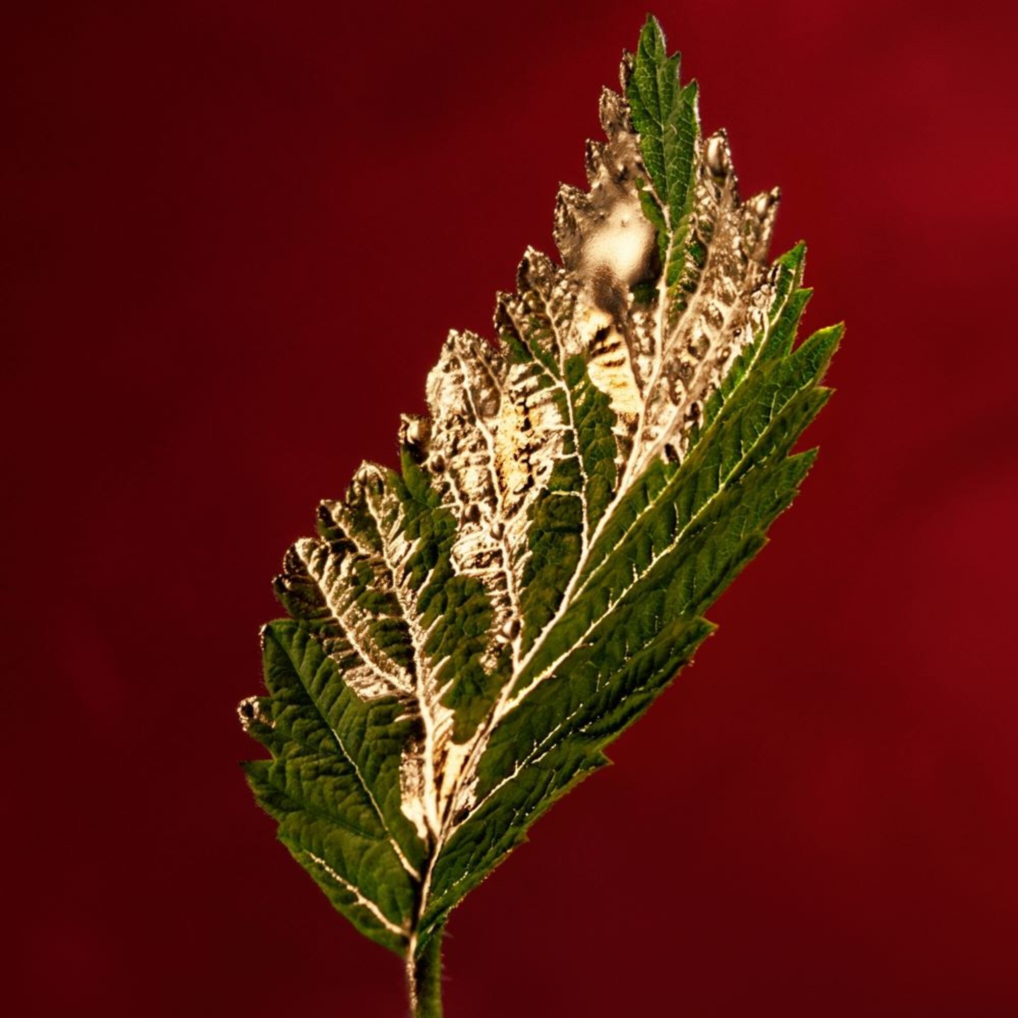 Absolu Parfum Intense