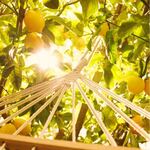 100 ML Maison Margiela Replica Under the Lemon Trees Eau de Toilette  3 of 3 Eau de Toilette