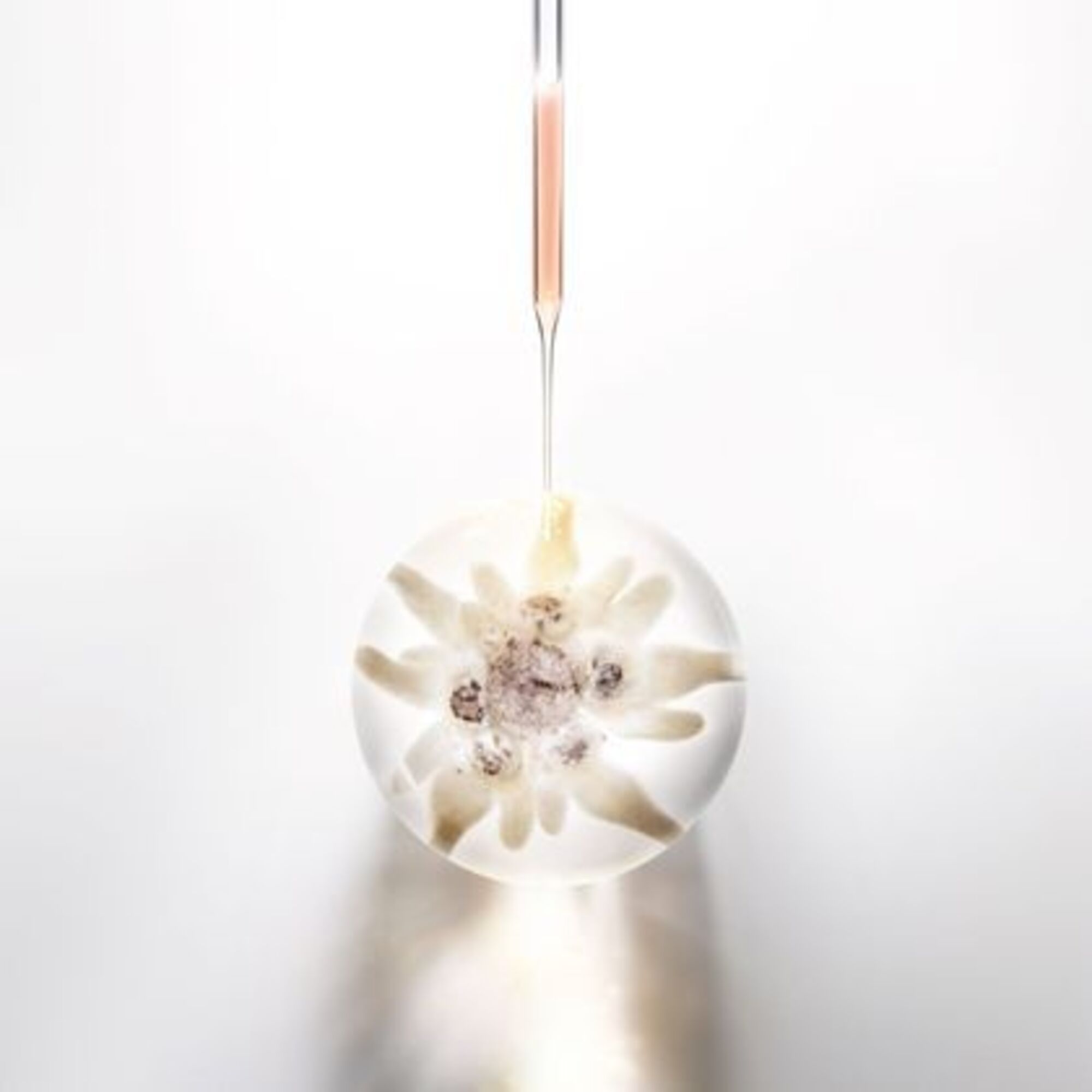 HR PRODIGY CELLGLOW CONCENTRATE