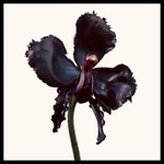 50 ML TOM FORD BLACK ORCHID RESERVE undefined 3 of 3